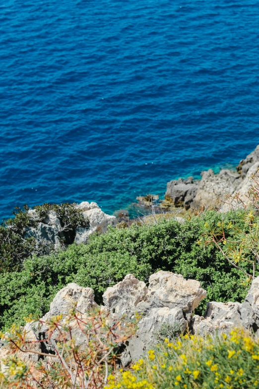 the white bird is sitting on the rock near the water