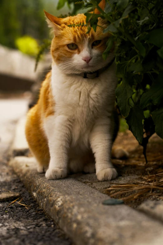 the orange and white cat is sitting next to the plant