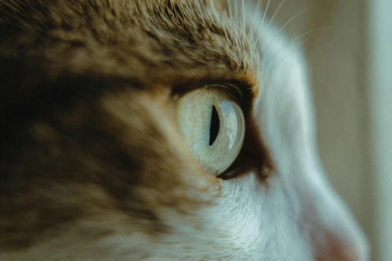 a closeup view of a cat's eye, with brown and white stripes