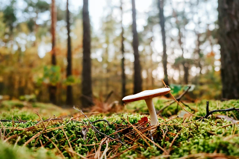 a mushroom sitting in the mossy ground next to a forest