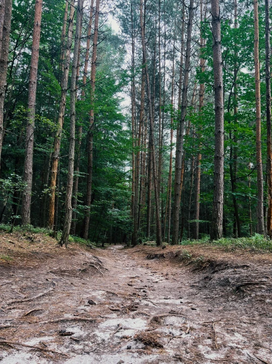 some trees are in the forest on the dirt road