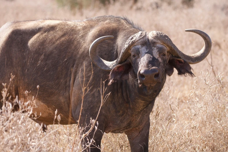 a large bull with huge horns is standing in the tall grass