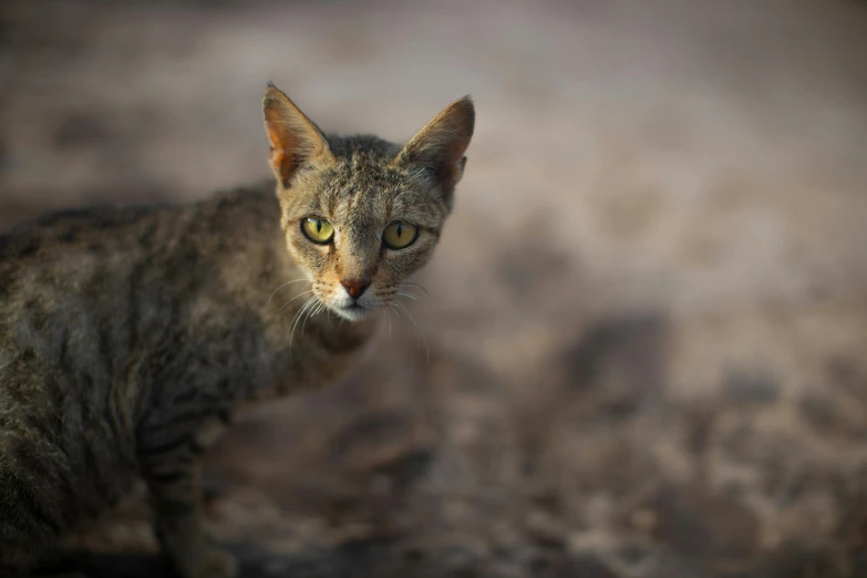 an animal that looks like a cat with a big brown and yellow eyes