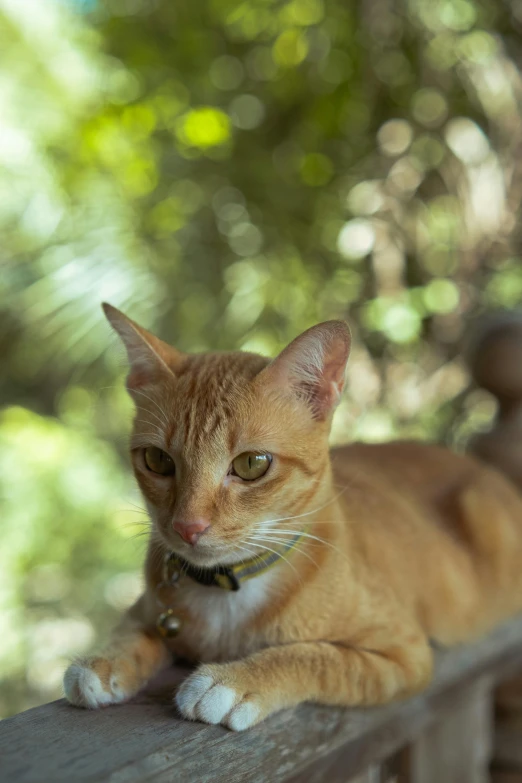 a small orange cat is lying on a bench