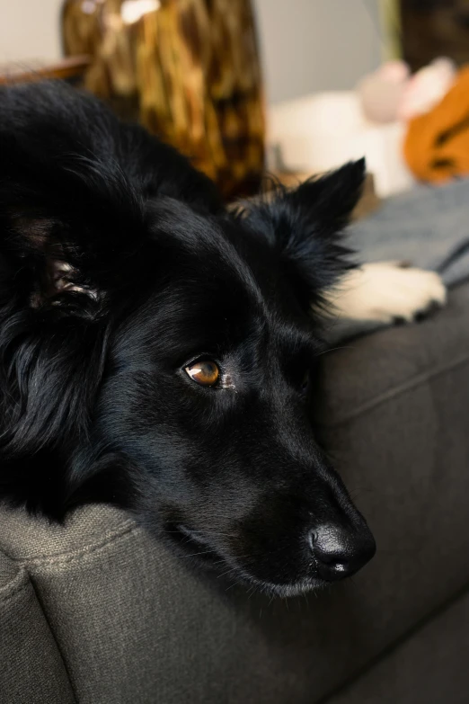 dog laying down on the couch watching soing