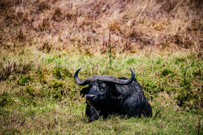 a bull standing in a grass covered field