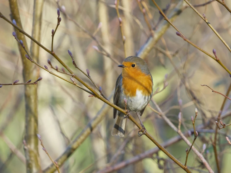 a little red bird sitting in a bare tree