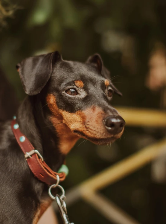 a black and brown dog wearing a red leash