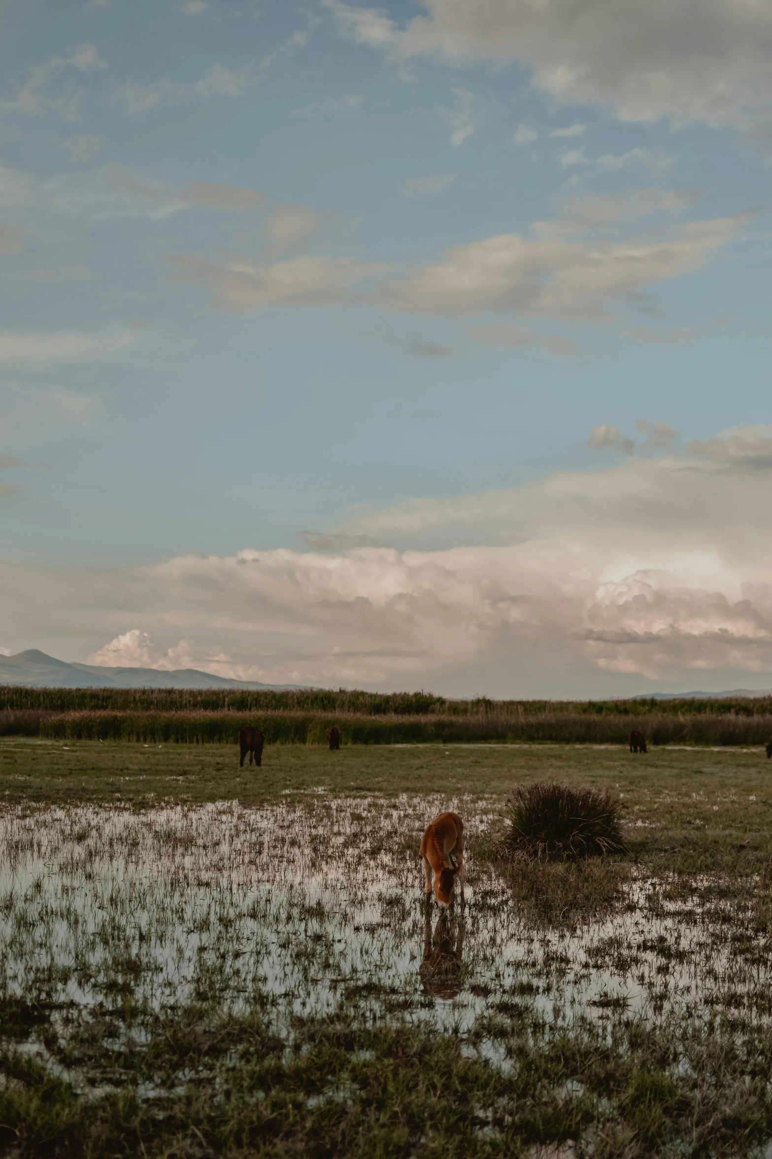 a herd of cattle in the distance on a farm