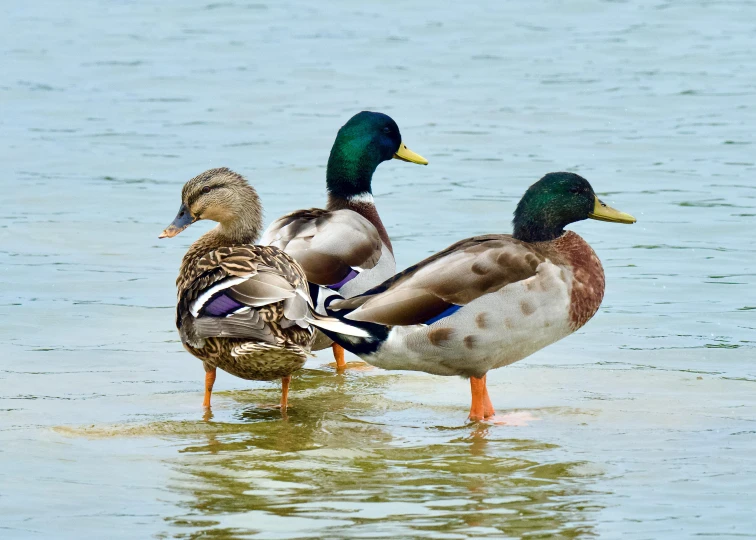 four ducks standing in shallow water near shore