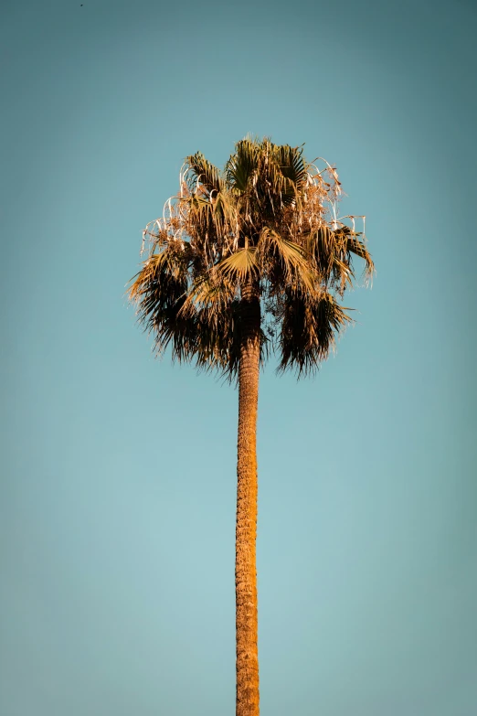 a tall palm tree stands near the beach