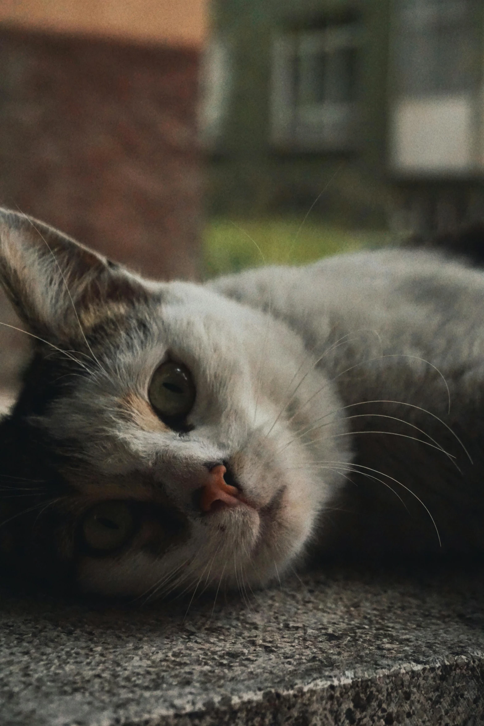 a grey cat laying down on top of a concrete block