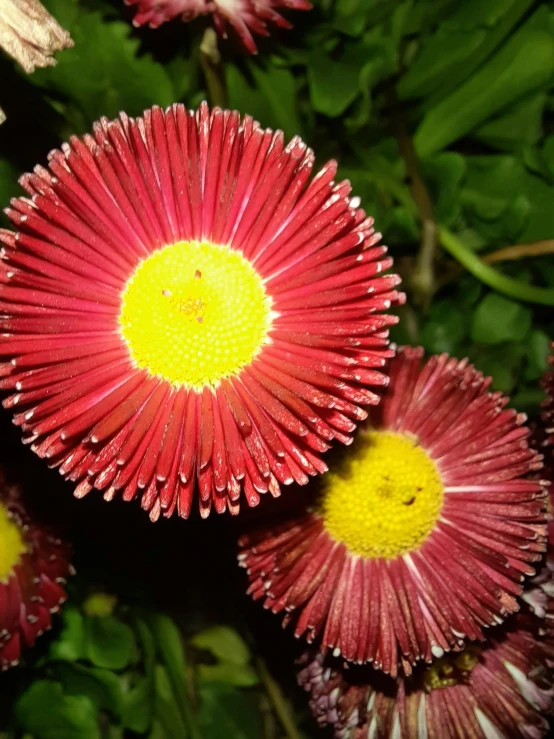 the top of pink and yellow flowers near green leaves