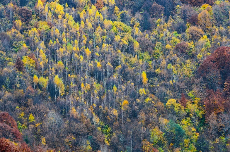 an overhead view of autumn foliages and a forest