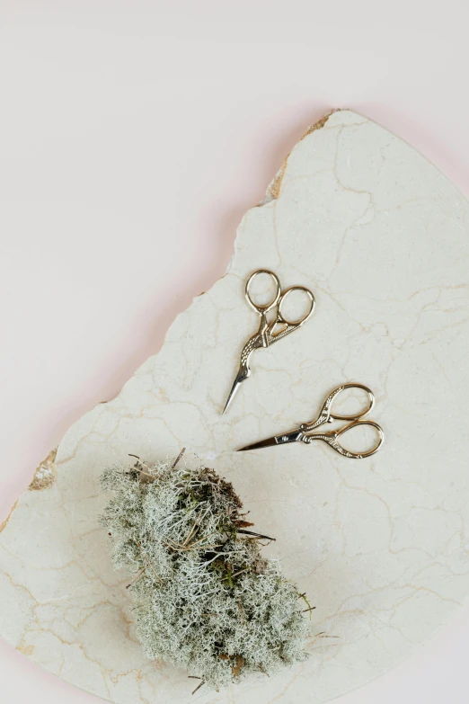 a marble slab holding a tiny plant and some scissors