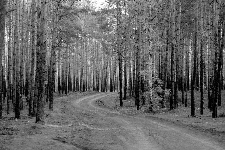 a dirt road runs through a wooded area