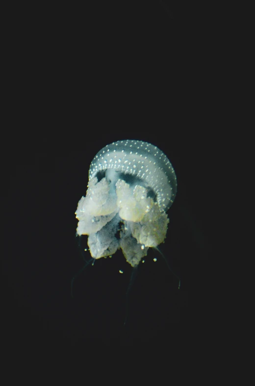 an image of a jellyfish in dark water