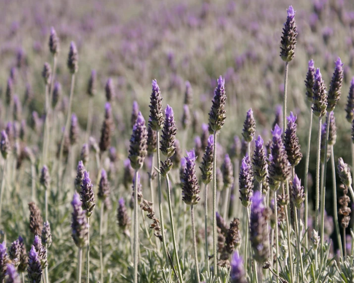 close up image of lavender flower in bloom in field