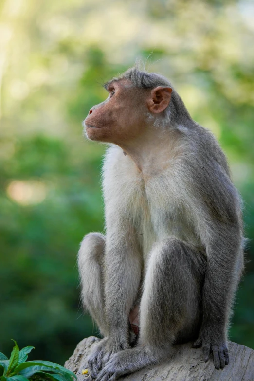 a very cute looking monkey sitting on top of a log