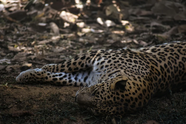 the leopard has it's head up in the air