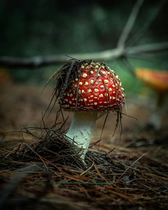 mushroom sitting on the ground in a forest