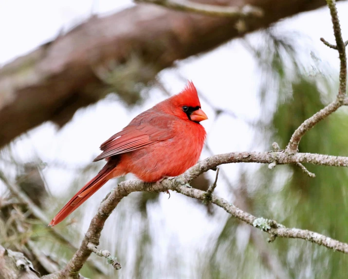 red bird sitting on a tree limb, with blurry nches in background