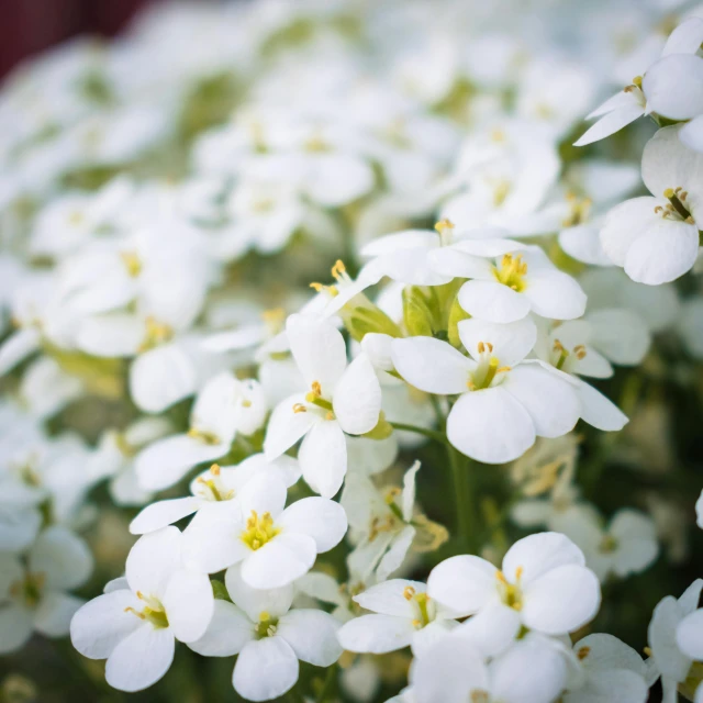 a group of white flowers with green stems