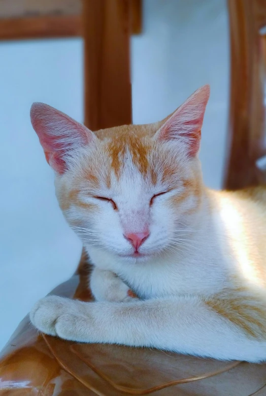 the orange and white cat is relaxing on the leather chair