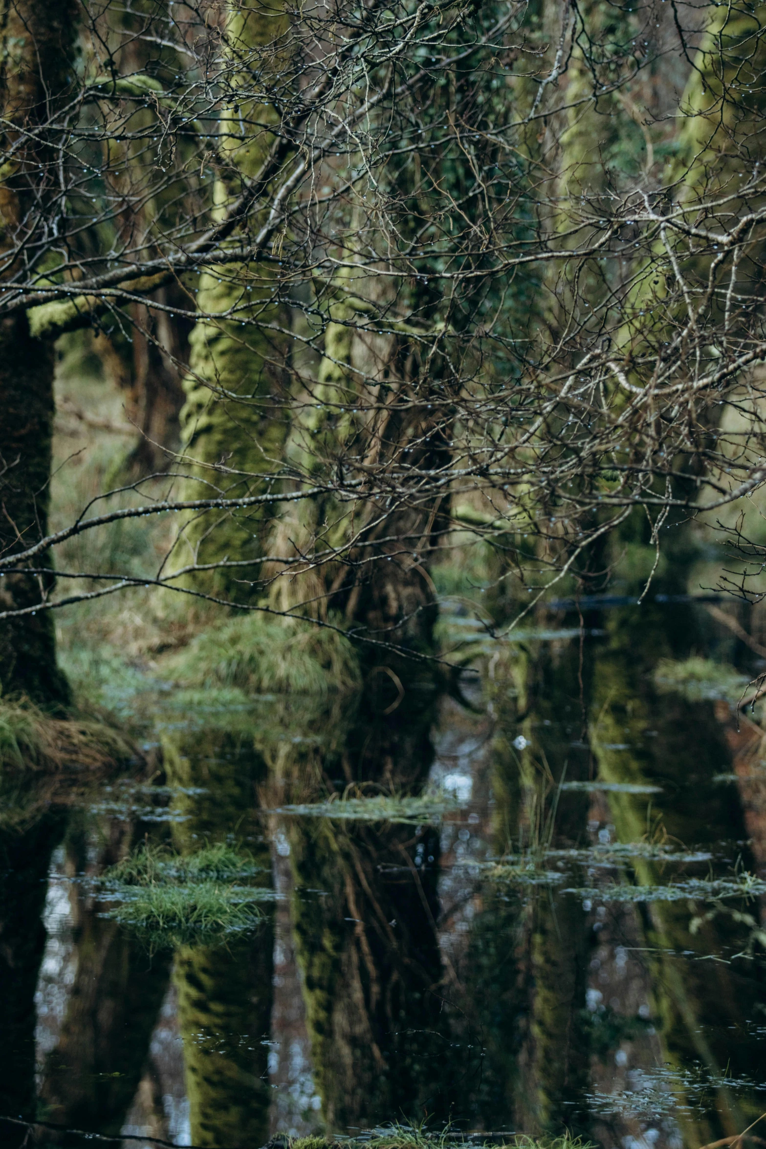 some water and tree with water and grass