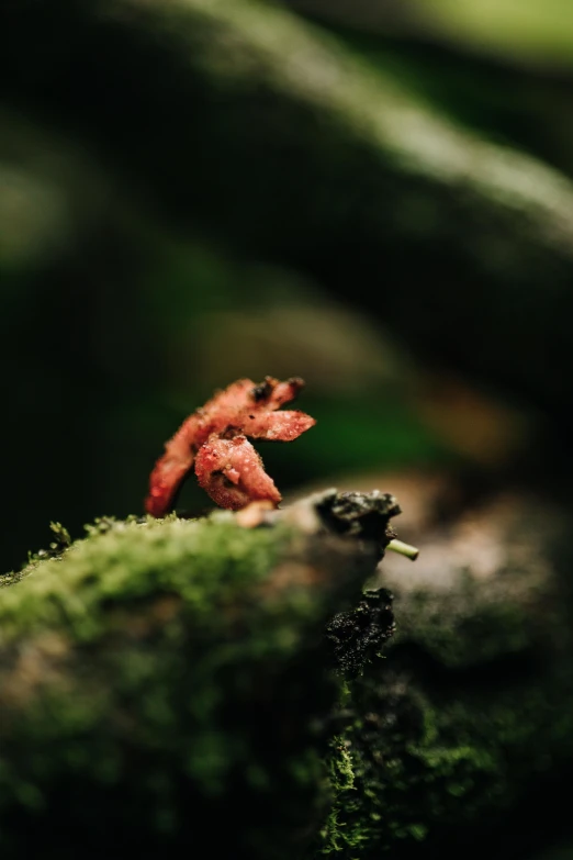 small red geranium sprout on a moss covered nch