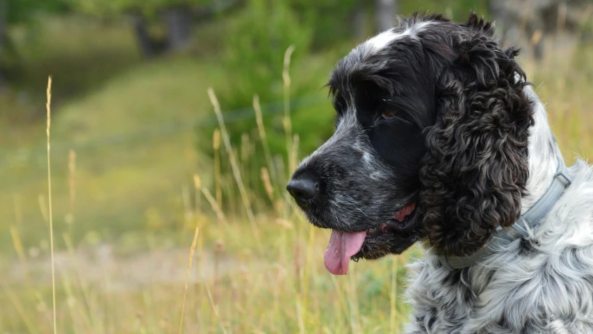 a black and white dog sitting in the grass