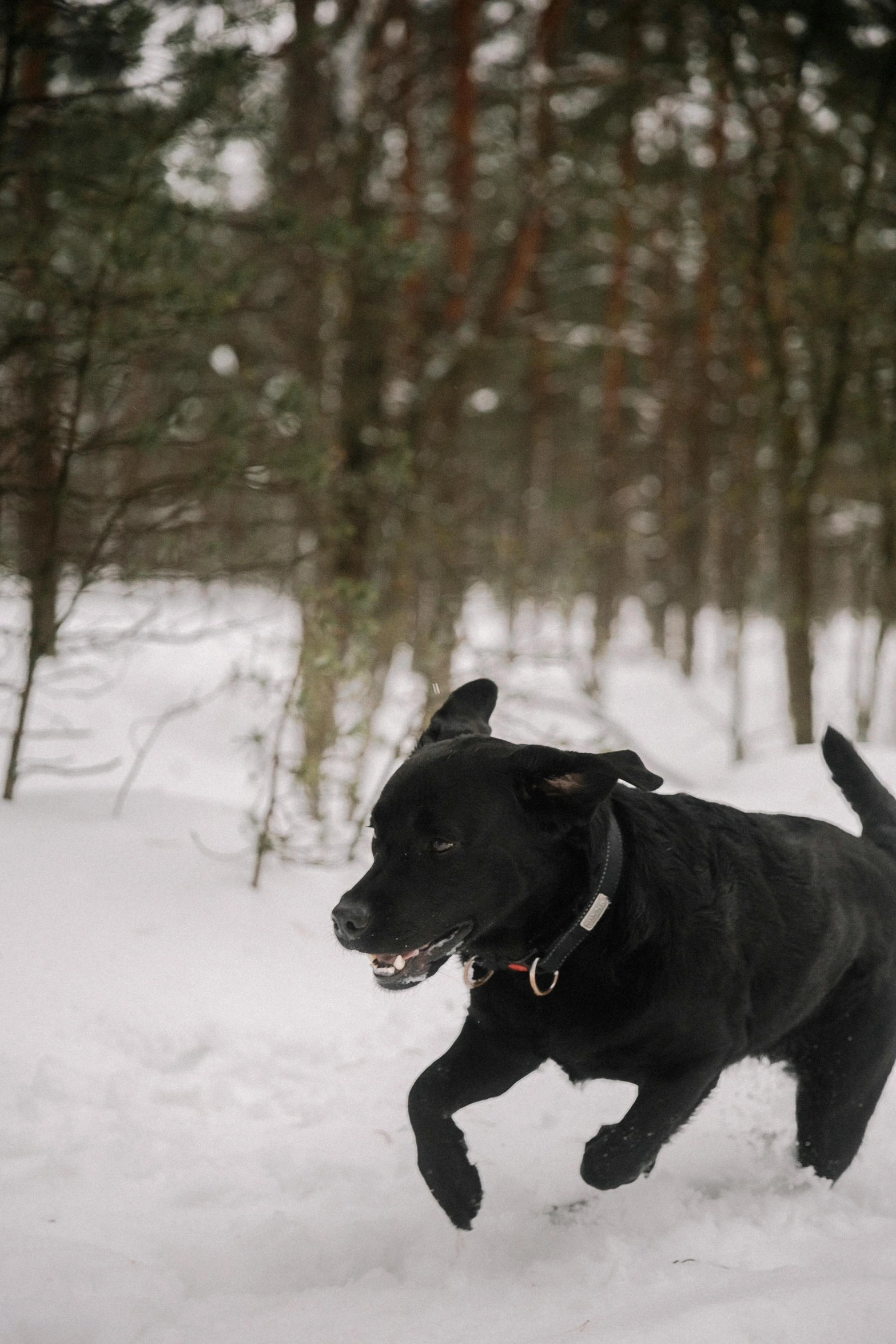 a black dog running through the snow in front of trees