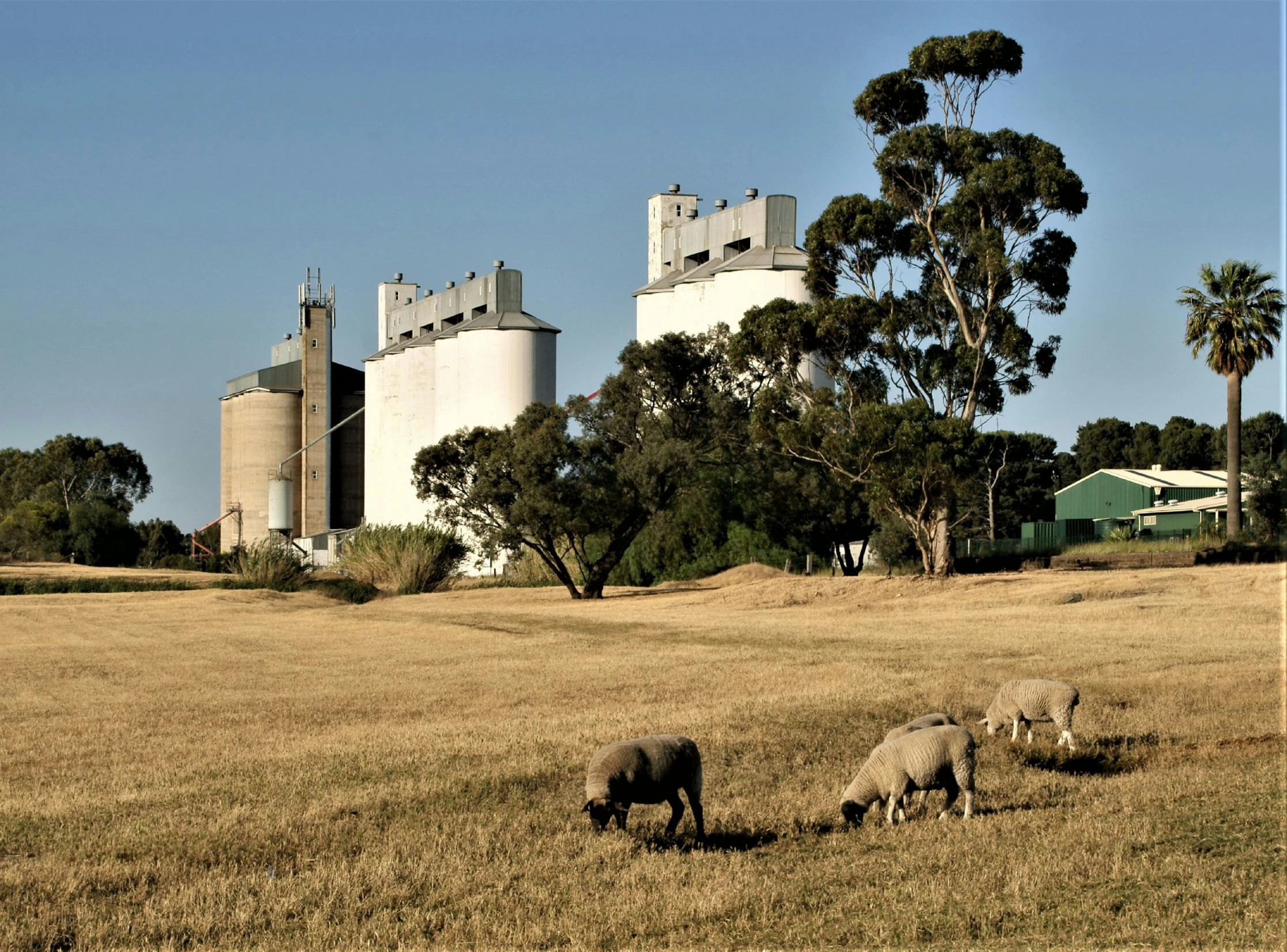 three sheep graze in the grass next to a farm house