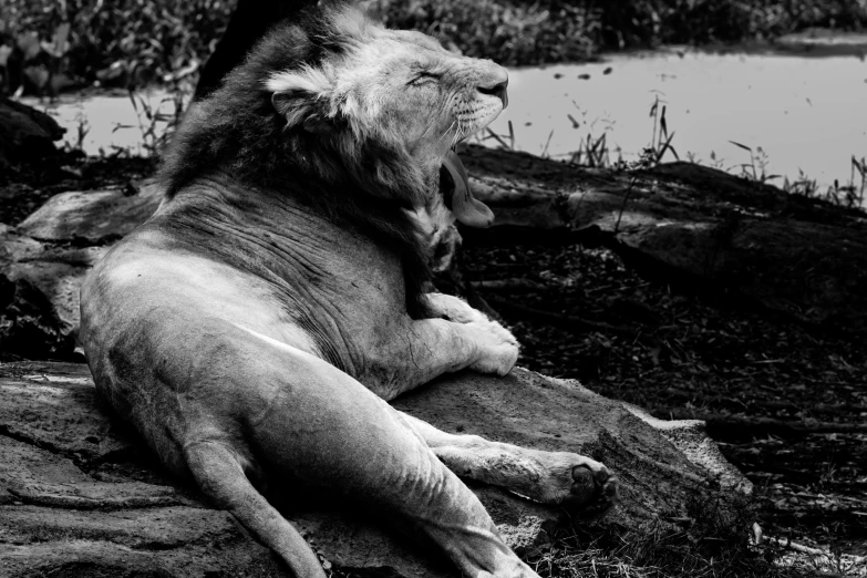 a large lion lying down in the shade