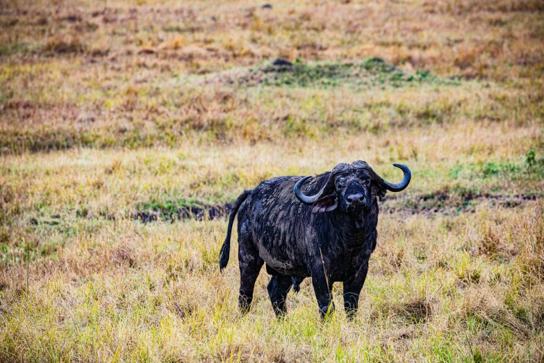 a horned animal with big horns standing in the grass