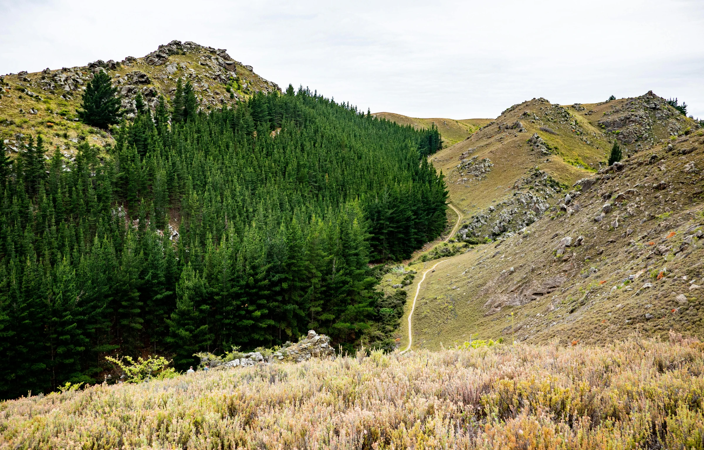 the view from atop of a mountain overlooking a forest