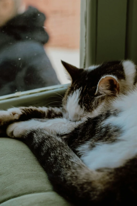 a cat laying on top of a couch next to a window