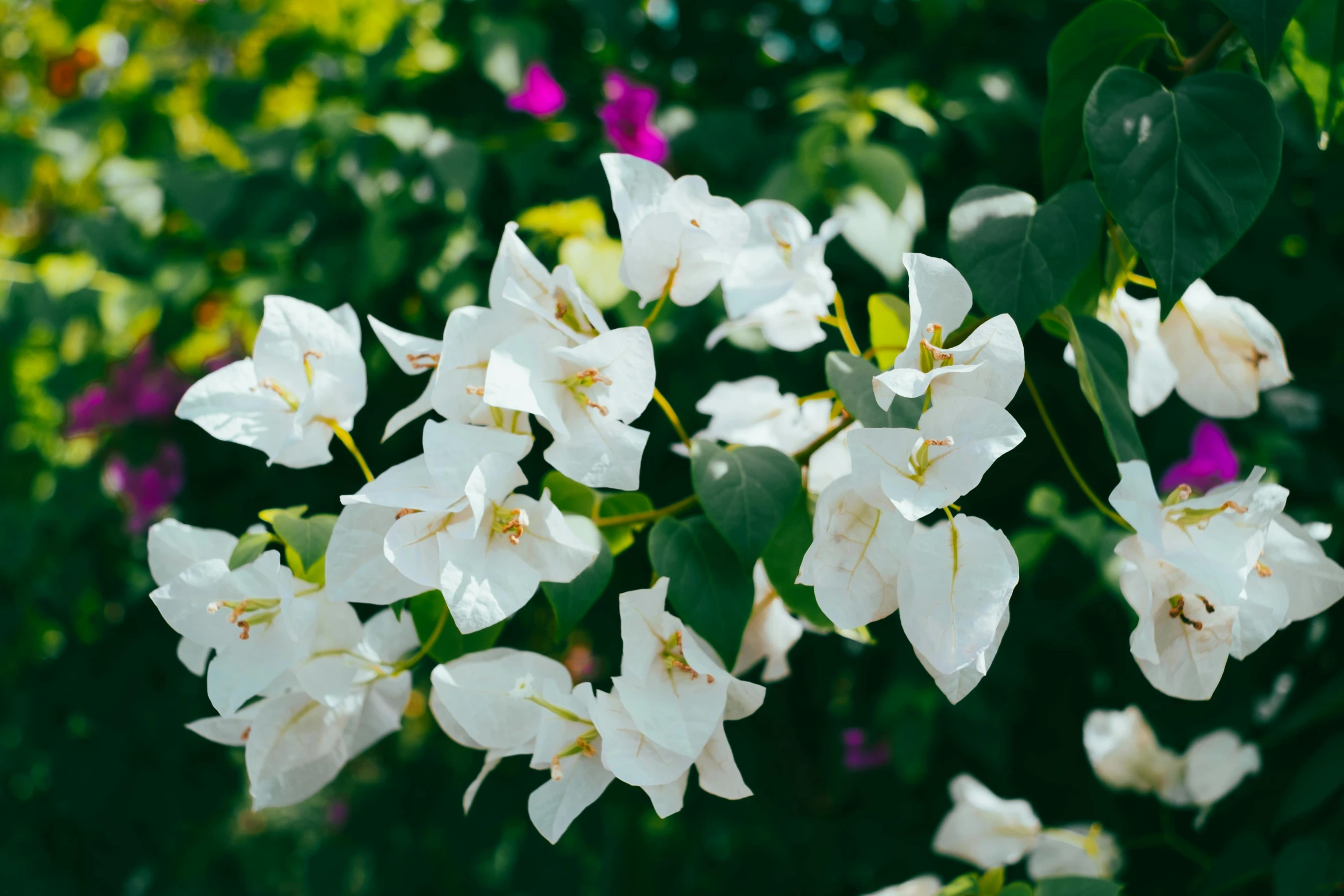 white flowers growing along the side of the road