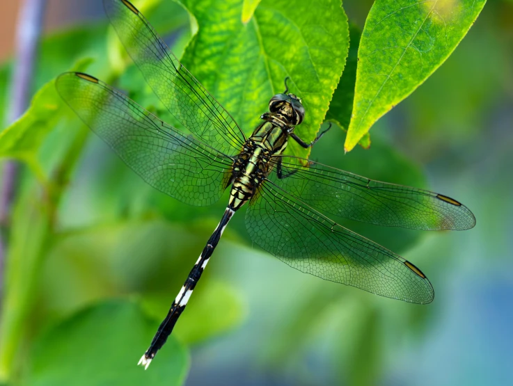 a dragon flys by a nch of a leafy tree