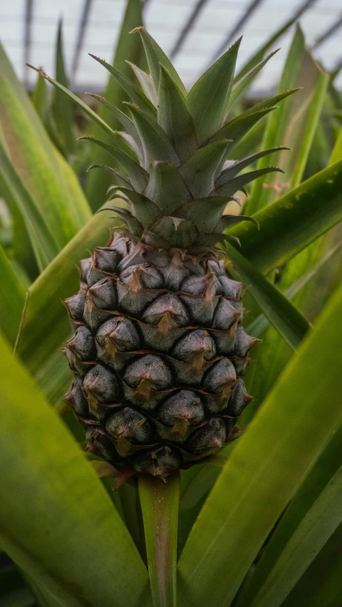 the top portion of a pineapple in a plant