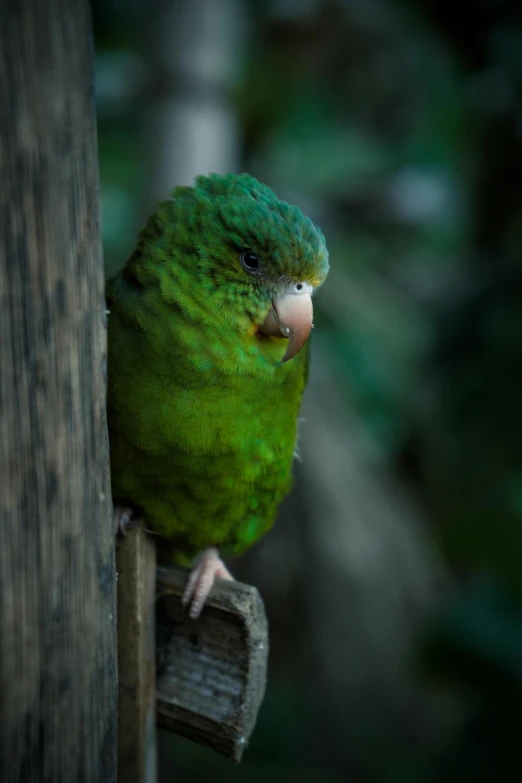 a green parrot perched on top of a wooden pole