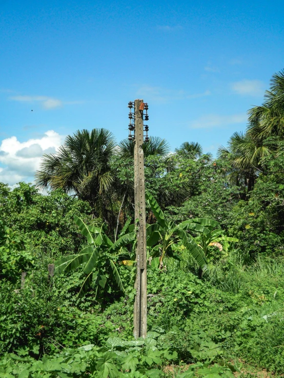 the giraffe is standing next to a very tall piece of wood