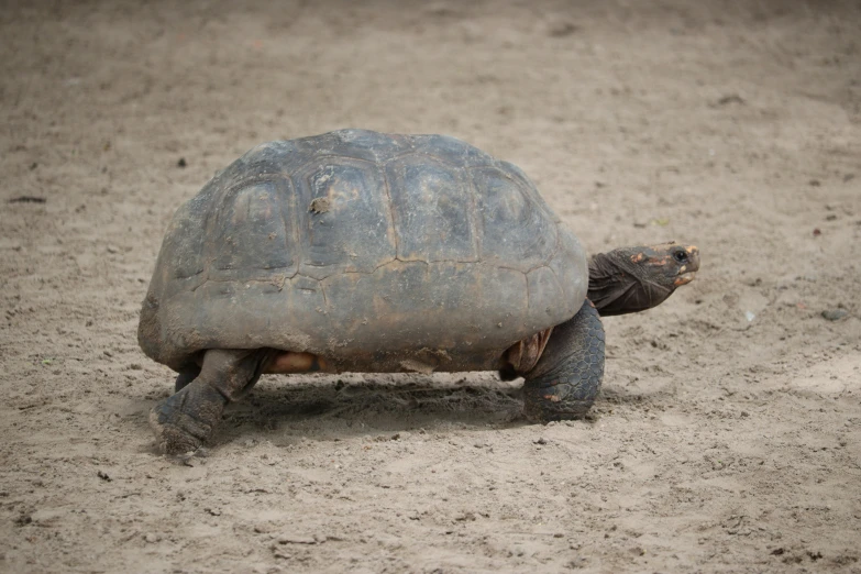 an old tortoise walking on the ground