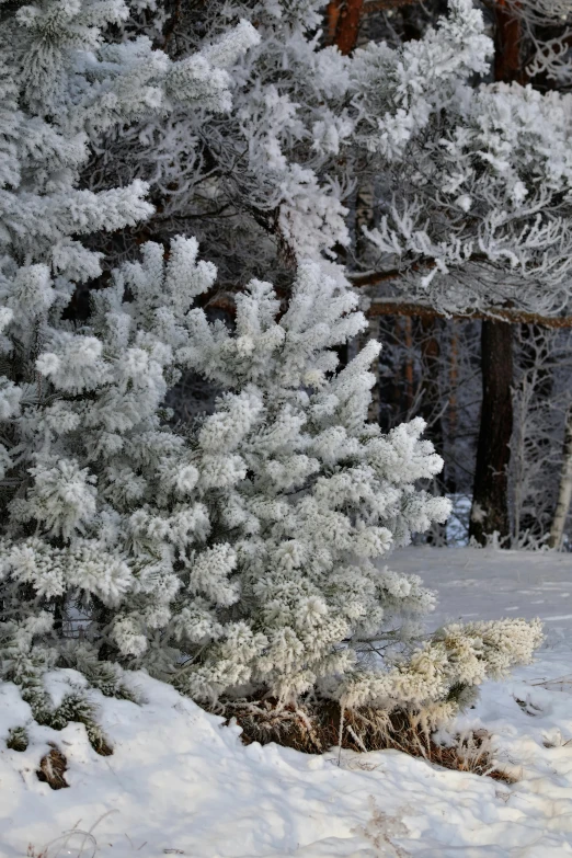 trees covered with snow stand in a snowy area