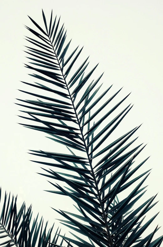 palm leaves against a white sky background