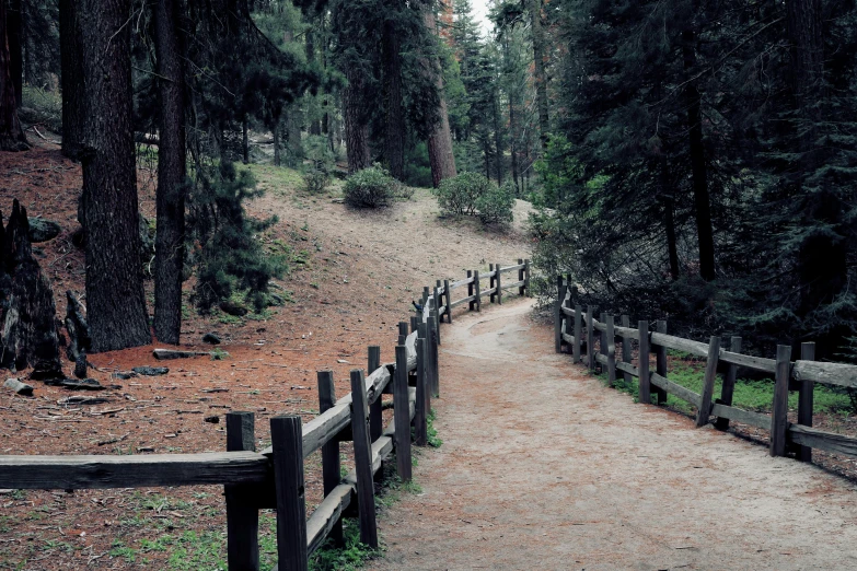 there is a fence in the forest that divides a path from the forest