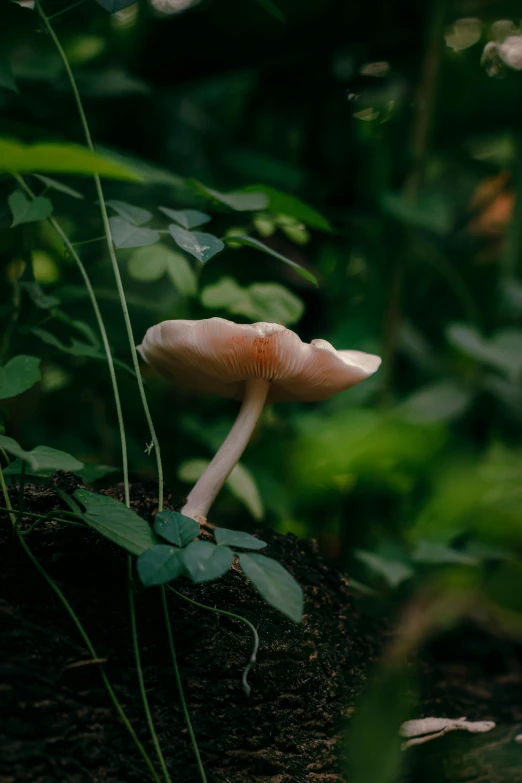 two mushrooms in the dark among a group of plants