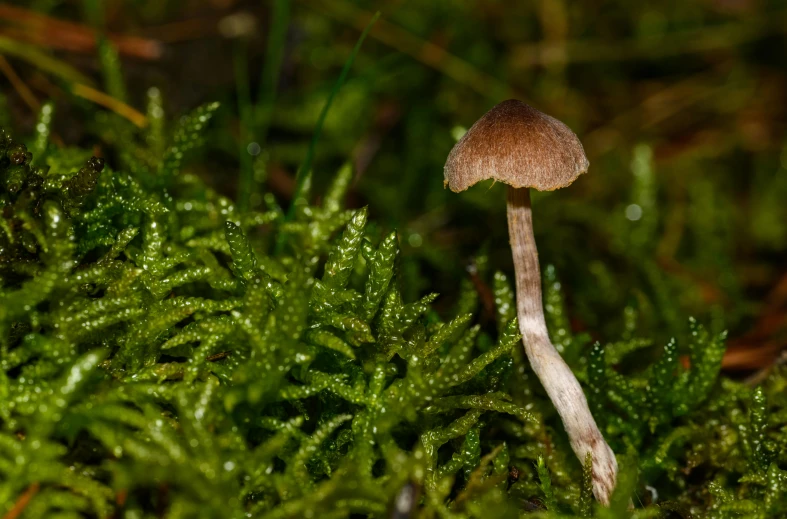 a small mushroom that is in some moss