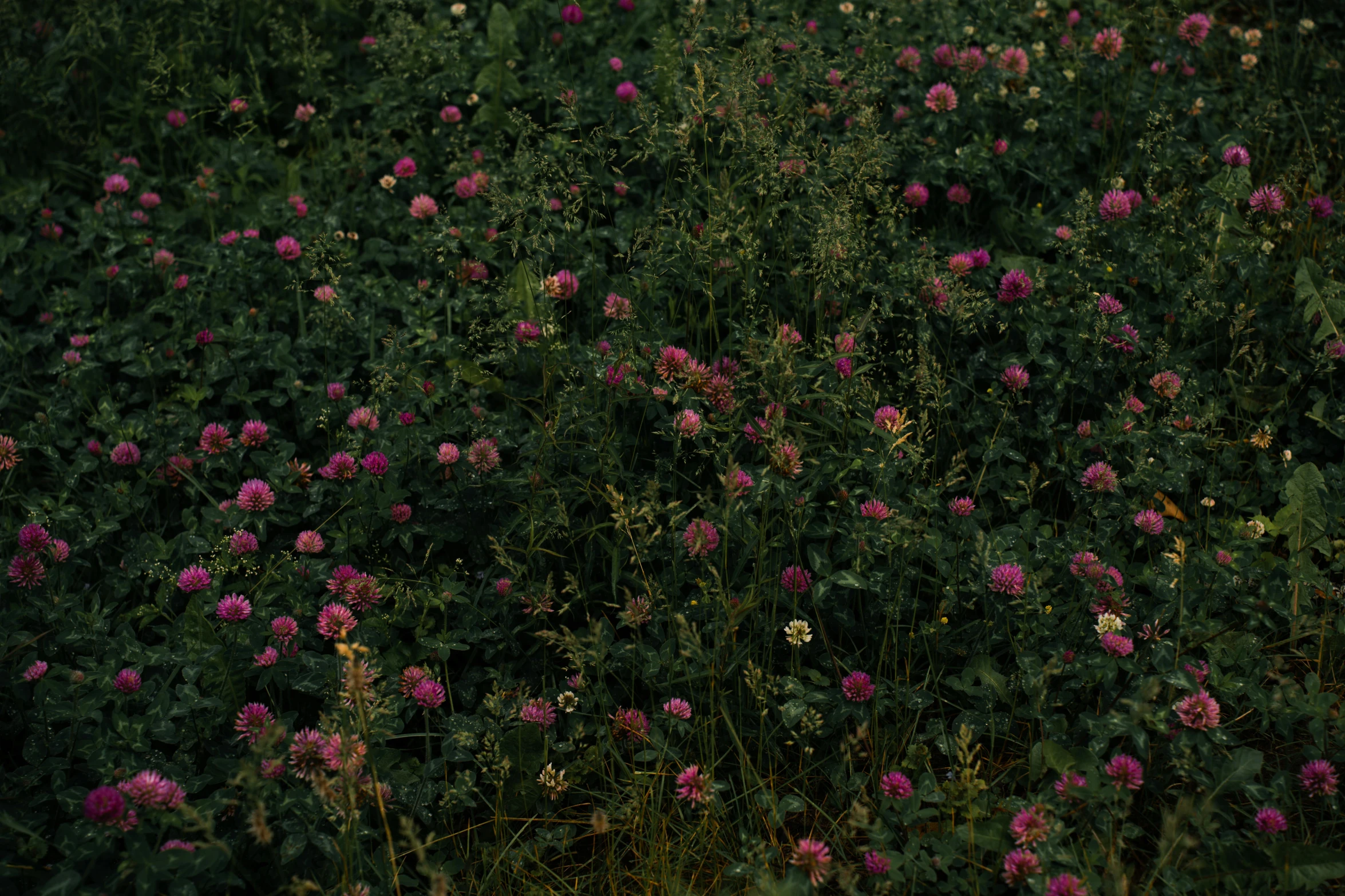 large bunch of flowers all over the place