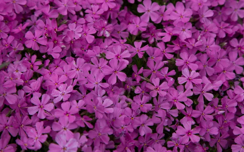 purple flowers with a green stem are close together